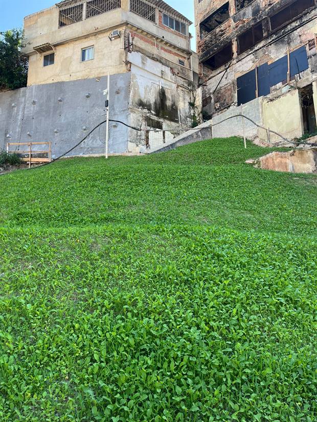 Área com gramado implantado e verde