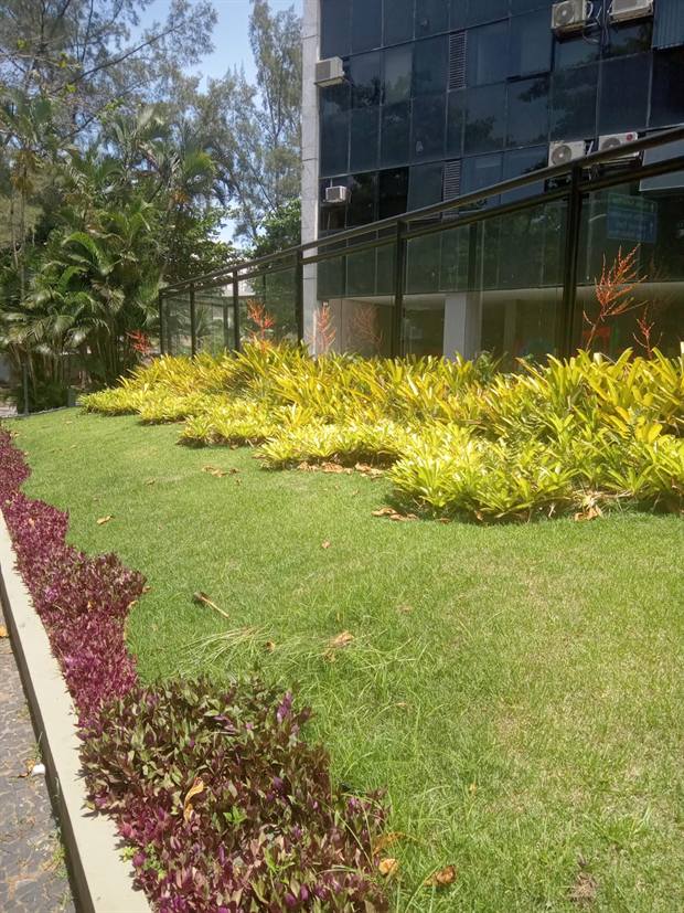 Gramado com arbustos amarelos e verdes