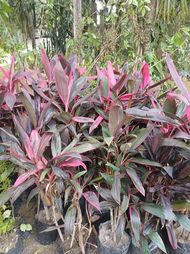 Plantas ornamentais coloridas em canteiro