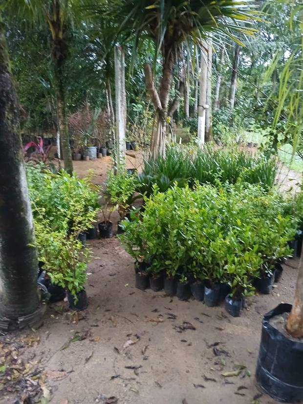 Mudas e plantas disponíveis no viveiro da Gideão Paisagismo